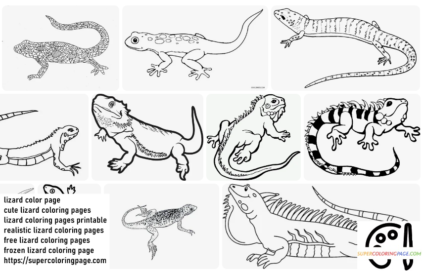 Lizard Coloring Pages 2